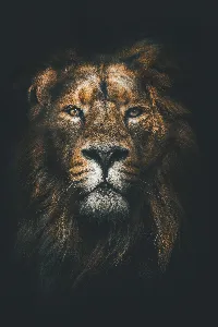 Brown lion wallpaper, muzzle, mane, loоk, predator, lion