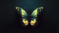 Butterfly insect ai created 4k wallpaper, dark background