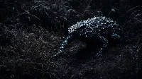 Danger looking strange creature AI generated 4k wallpaper