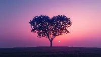 Love heart tree 4k wallpaper pink sky background sunset view