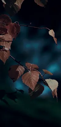 Nature leaves cool full HD Android dark blur background