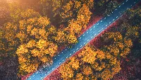 Road in the forest autumn season 4k desktop wallpaper