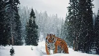 Siberian tiger in winter 4k desktop wallpaper snowfall