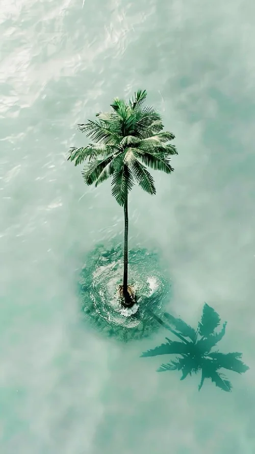 Coconut tree full hd android wallpaper